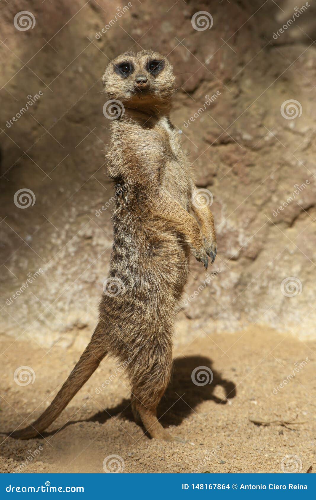 especie animal, suricata suricatta